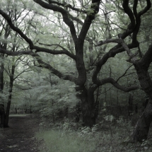 Kennermerduinen, infrarood