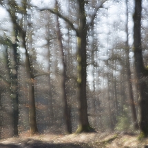 Dennen. Veluwe