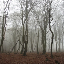 Veluwe, Drie, Dansende Bomen